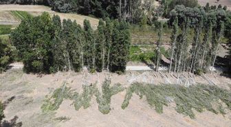 Yozgat'ta kavak kesimi: Gelenekten geleceğe