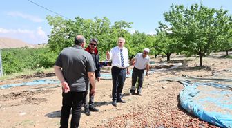 Malatya'da Sel ve Taşkın: Tarım Arazileri ve Kayısılar Zarar Gördü