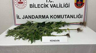 Bozüyük'te 3 Kök Hint Keneviri Ele Geçirildi