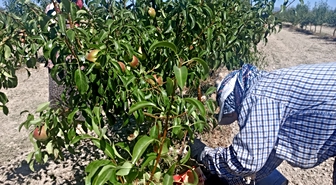 Çivril'in Kadınları, Sıcakta Üretimden Kopmuyor