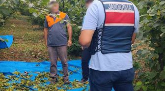 Kandıra'da Fındık Tarlalarına 7/24 Jandarma Güvenliği