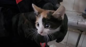 Çankırı'da Havalandırma Boşluğunda Mahsur Kalan Yavru Kedi İtfaiye Tarafından Kurtarıldı