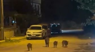 Karacabey'de Yaban Domuzları Sokaklarda Yiyecek Aradı
