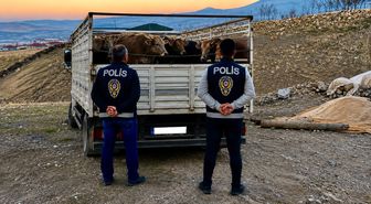 Kırşehir'de Mandıradan Büyükbaş Çalanlardan Biri Tutuklandı
