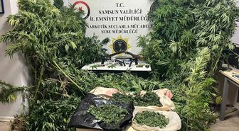 Bafra'da Tütün Arasına Gizlenmiş 502 Kök Kenevir ve 17 Kilo Kubar Ele Geçirildi