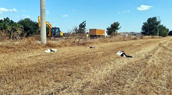 Tekirdağ'da 30 Leylek Akıma Kapılarak Öldü