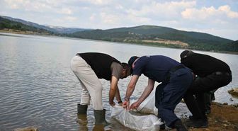 Uşak'ta Göğem Göleti'ne 433 Bin Pullu Sazan Yavrusu Bırakıldı