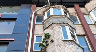 Beton Duvarın İncir Ağacı Şaşkınlık Yaratıyor