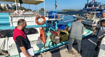 Akçakoca'da palamut sezonu hareketliliği ve denetimler