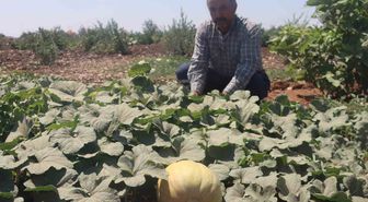 Şanlıurfa'da Ata Tohumlarıyla Yetiştirilen Keşlik Ürünleri Hasat Edilmeye Başlandı
