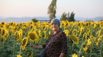 Aydın'da Ayçiçeği Tarlaları Görsel Şölen Sunuyor