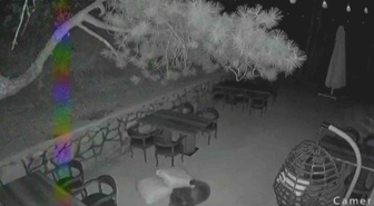 Ayı Ailesi Restoran Bahçesinde Oynadı