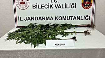 Bilecik'te Kovalarda Yasadışı Kenevir Ekimi