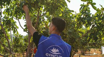 Germencik'te Gençler İncir Hasadında Buluştu