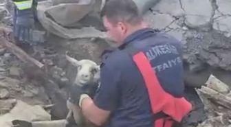Sındırgı'da Göçük Altında Kalan 3 Koyun Kurtarıldı