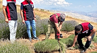 Erzincan'da Lavanta Hasadı Başladı: 7 Bin Kökten Katma Değerli Üretim