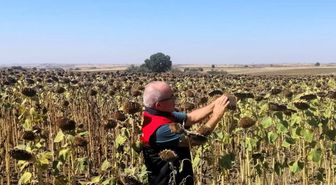 Kırklareli'nde TAKE Projesi Ayçiçeği Tarlaları Kontrol Edildi