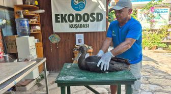 Söke'de Yaralı Karaleylek Tedavi Altına Alındı