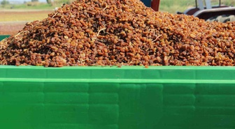Saruhanlı'da Organik Üzüm Üreticilerine 650 Box Dağıtıldı