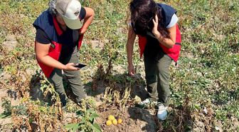 Patates Tarlalarında Saha Kontrolleri Sürüyor