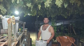 Manisa'da Üzüm Üreticisine Gece Mesaisi
