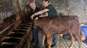Yığılca'da Buzağılara Küpeleme İşlemi Yapıldı