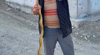 Yeşilhisar'da Ay Çekirdeği Deposunda Sarı Yılan Paniği