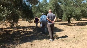 Balıkesir'de Zeytin Üreticilerinden Devlet Desteği Talebi