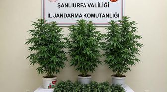 Şanlıurfa'da Jandarma Operasyonu: 13 Kök Kenevir Ele Geçirildi