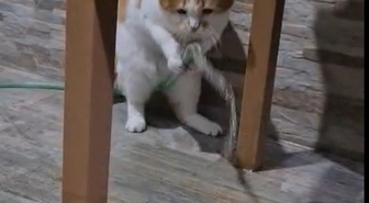 Kedi Balım, Hortumu Patisiyle Kaldırıp Su İçti