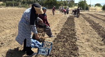 Safranbolu'da Safran Ekimi Başladı