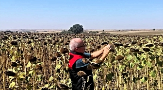 Kırklareli'nde Yerli Hibrit Ayçiçeği Denetimi