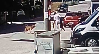 Kapaklı'da Köpek Saldırısı: Genç Yaralandı