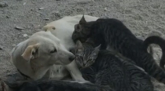 Bir Köpeğin Yavru Kedileri Emzirmesi Cep Telefonuyla Görüntülendi