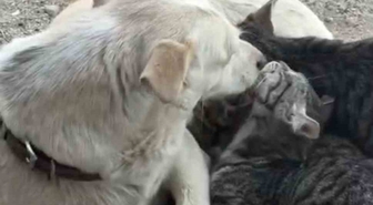 Bayramiç'te bir anne köpek yavru kedileri emziriyor