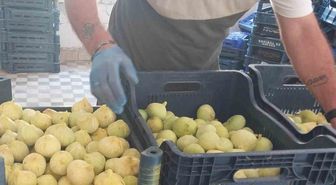Mut'ta beyaz incirde verim düşüşü: 90 bin tondan 30 bin tona