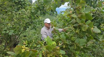Ordu'da Hayır İçin Camiye Bağışlanan 1 Ton Fındık İmece Usulüyle Toplandı