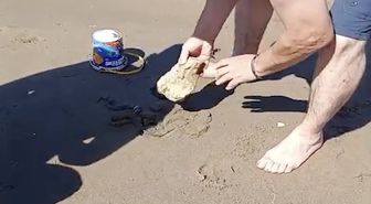 Cide'de Denizden Plaja Yılan Çıktı