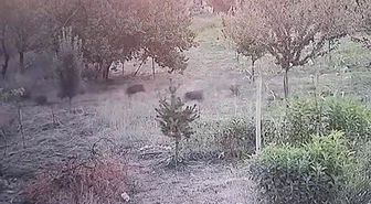 Malatya'da domuz sürüsü kayısı bahçesine girdi
