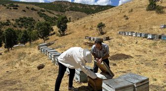 Bingöl'de Arıcılık Desteklemeleri İçin Koloni Tespit ve Kontrol Çalışmaları Sürüyor