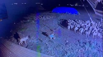 Kars'ta Kurt Koyunlara Yaklaştı, Muhtarın Müdahalesiyle Uzaklaştı