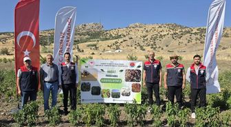 Şırnak'ta TAKE Projesiyle Sebze Hasadı