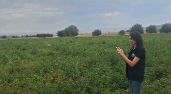 Şuhut'ta Patates Üretiminde Saha Kontrolleri Sürüyor