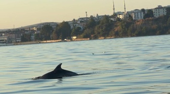 Marmara'da Yunuslar Teknelere Eşlik Etti
