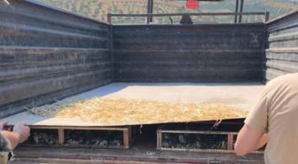 Hatay'da 2 bin 114 saka kuşu ele geçirildi: 19 milyon TL ceza