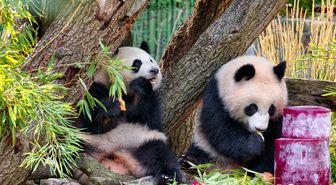 Berlin'deki dev panda ikizleri Leni ve Lotti ikinci yaş günlerini kutladı
