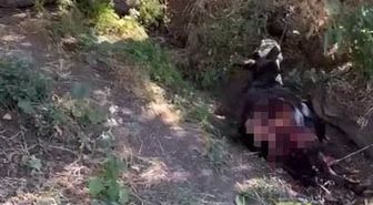 Siirt'te Kurda Bağlı Eşek Telef Oldu