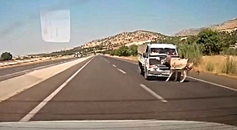 Kamyonet Eşeğe Çarptı: Kaza Anı Kamerada
