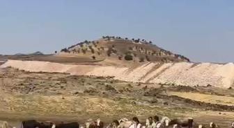 Balpınar'da GES Direnişi: 'Son Mera da Elimizden Giderse Hayvancılık Biter'