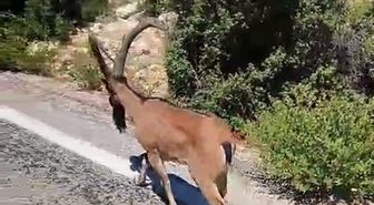 Dağ Keçisi Yolda Sürücülere Şaşkınlık Yaşattı